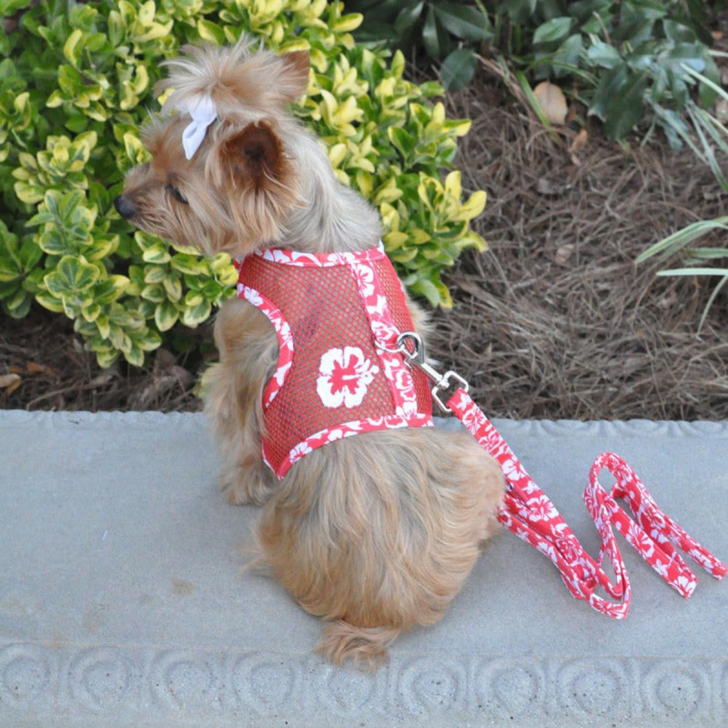 Cool Mesh Cat Harness with Leash