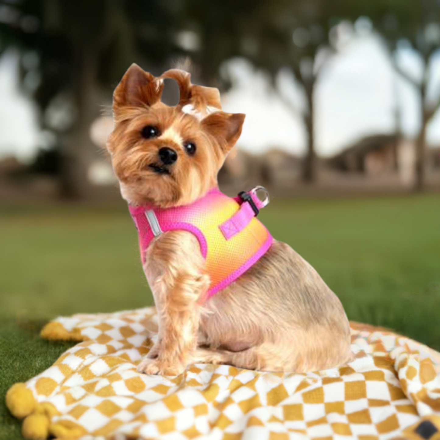 Raspberry & Orange dog harness