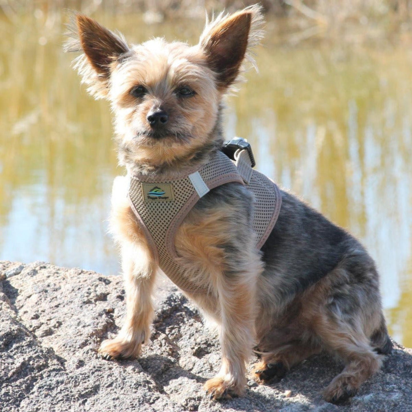 American River Ultra Choke-Free Mesh Dog Harness by Doggie Design - Fossil Brown 66870