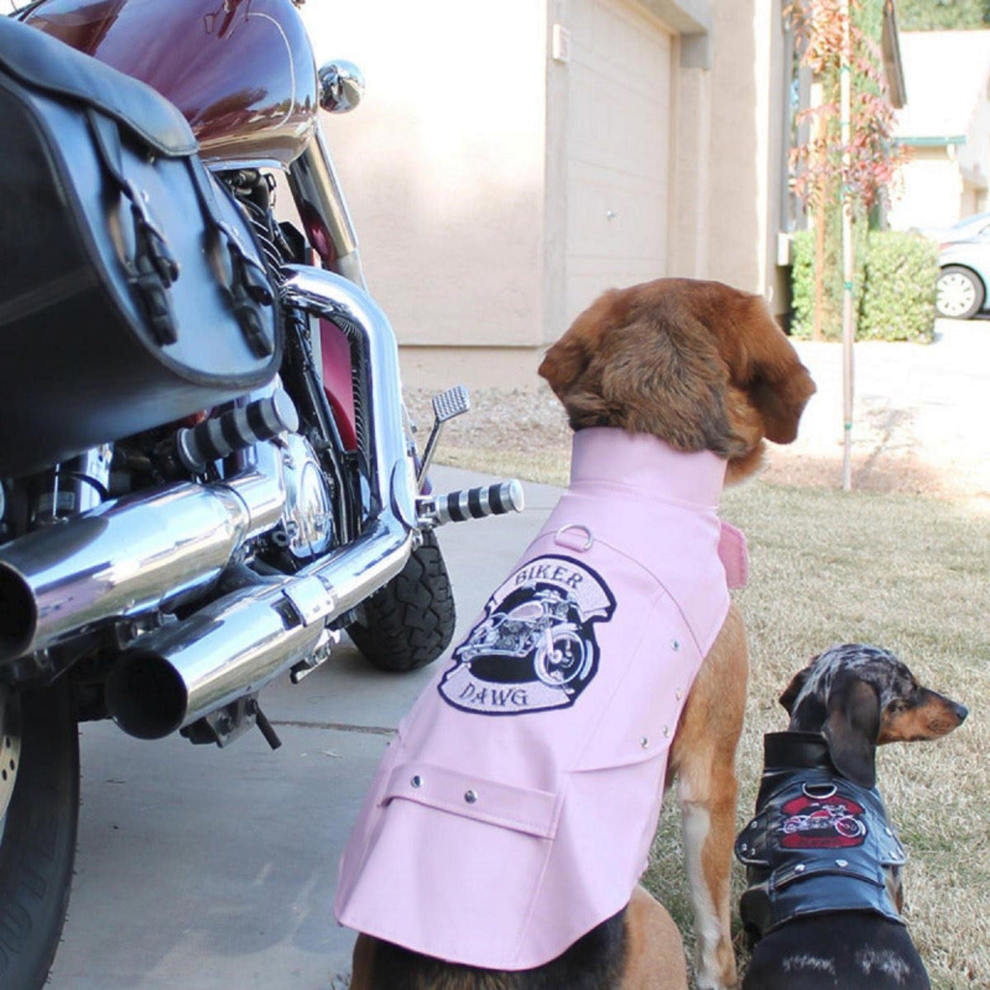 Biker Dawg Motorcycle Jacket-Pink