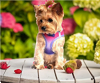 Ombre dog harness