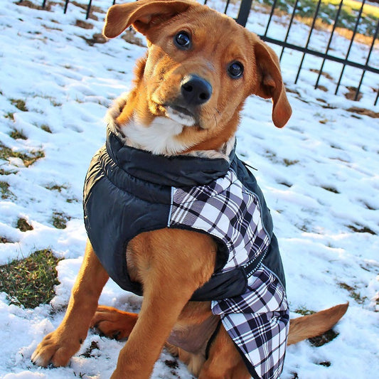 Alpine All-Weather Dog Coat - Black and White Plaid 65164