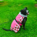 All Weather Dog Coat