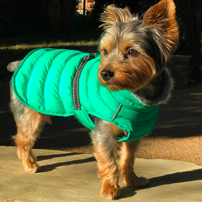 Doggie Design Alpine Extreme Weather Puffer Dog Coat Lime Green