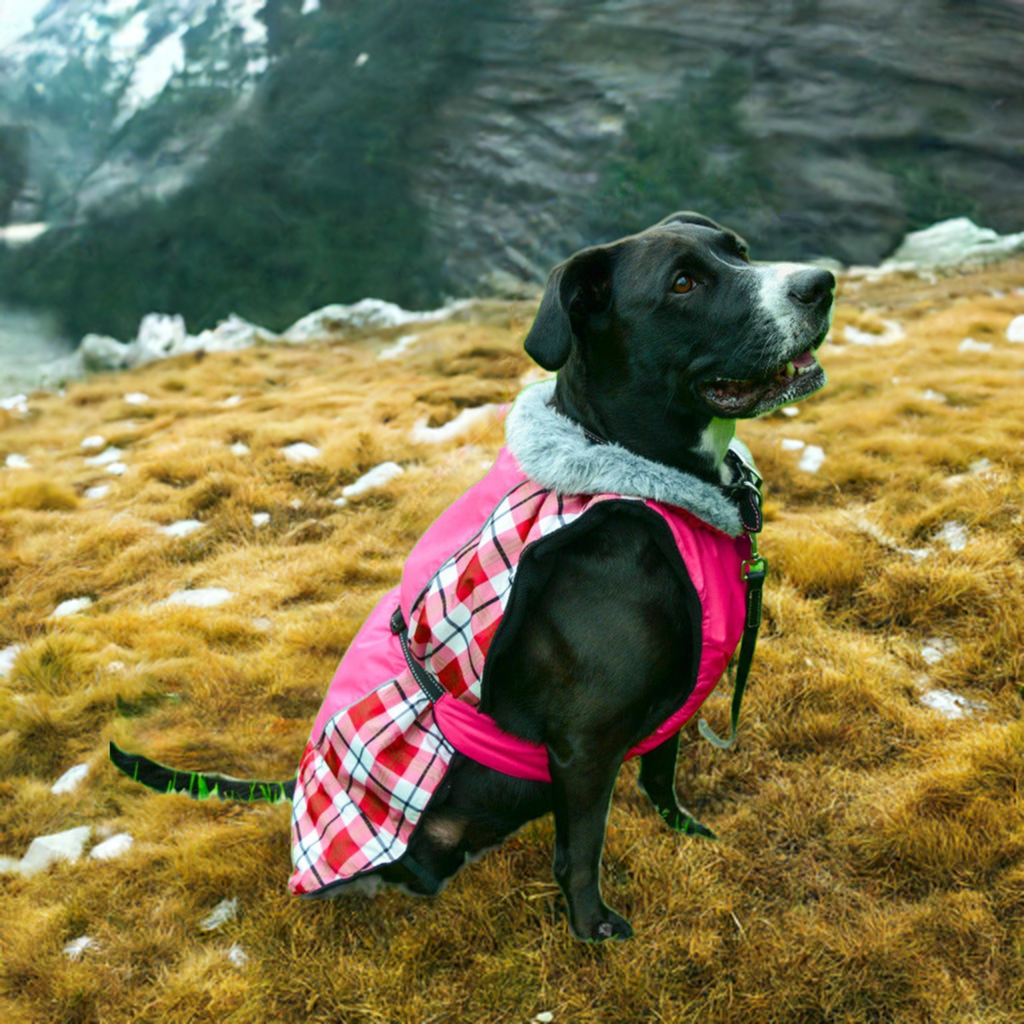 All Weather Dog Coat