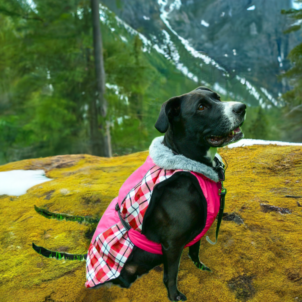 All Weather dog coat for those outdoor adventures