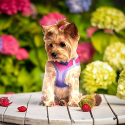 American River Choke Free Dog Harness Ombre Collection - Raspberry Sundae