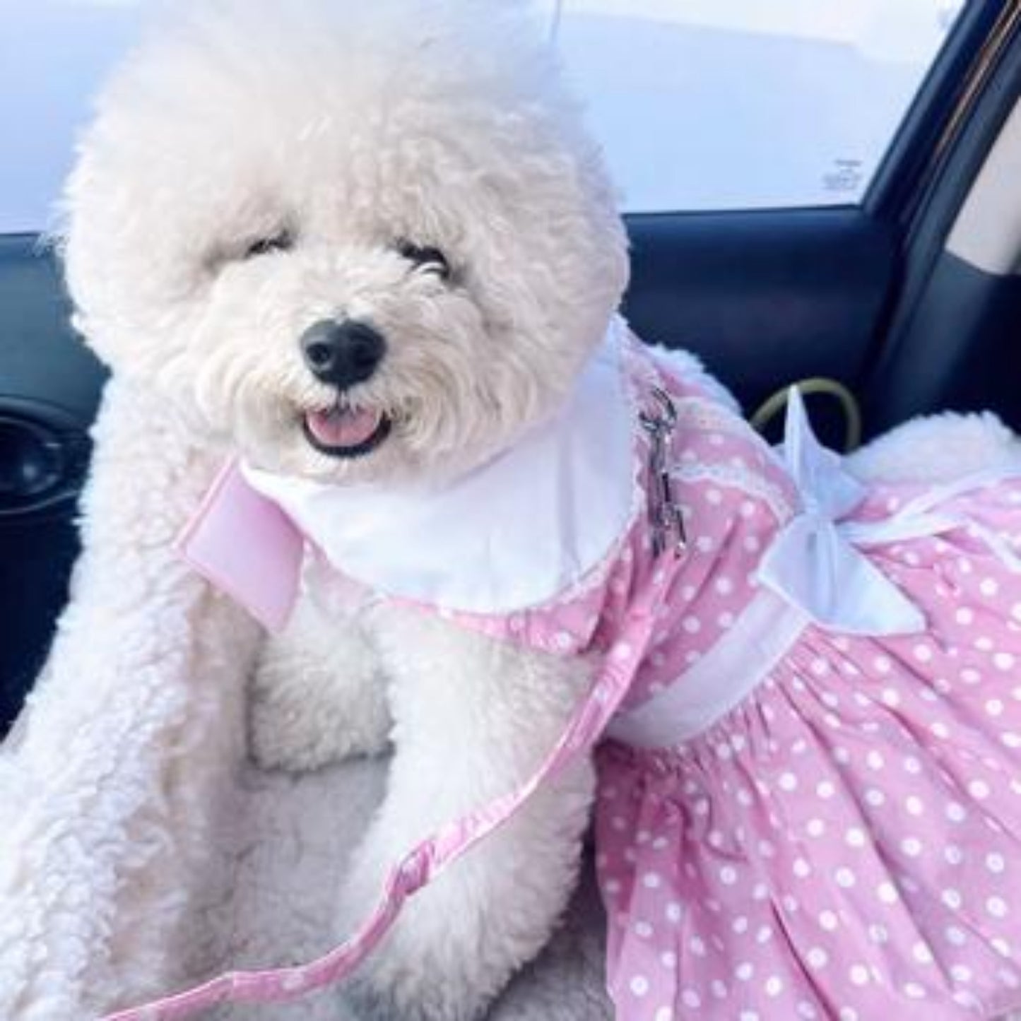 Polka Dot and Lace Dog Dress Set with Leash - Pink 10432