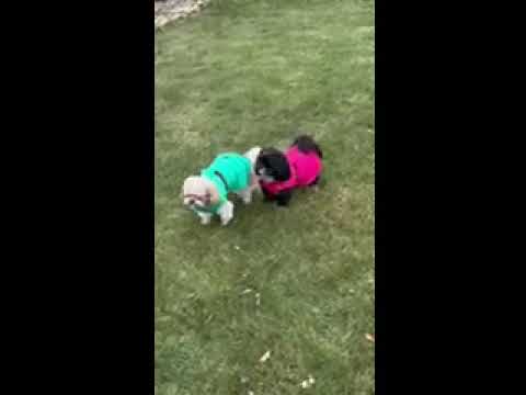 Alpine Extreme Weather Puffer Dog Coat by Doggie Design Orange 68229