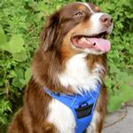 Venture Paw Pull Control Dog Harness - Mountain Lake