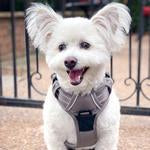 Venture Paw Pull Control Dog Harness - Sage