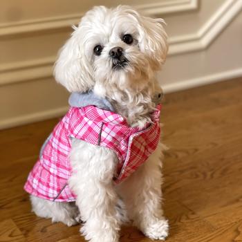 Weekender Dog Sweatshirt Hoodie Pink & White Plaid