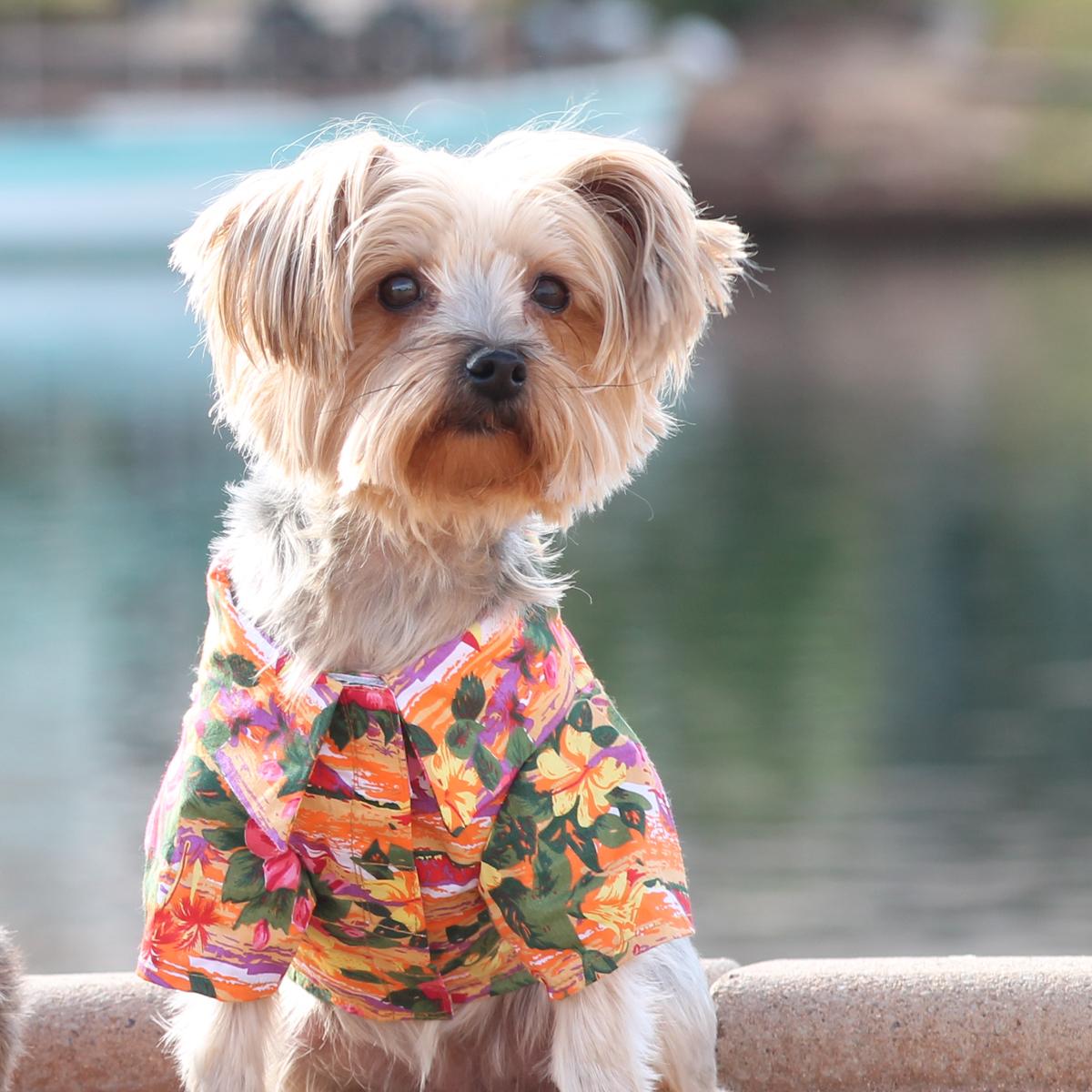 Frisco hawaiian 2024 camp dog shirt