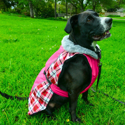 All Weather Dog Coat