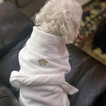 White Gold Crown  Cotton Dog Bathrobe